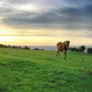 어승생승마장 이미지