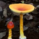 사진으로 보는 놀라운 버섯류의 세계 이미지