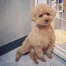 송도멍멍이발소 이미지