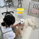 몽플러피 이미지