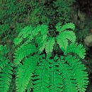공작 고사리 -American maidenhair fern 이미지