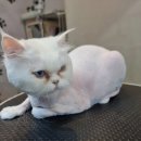 유스타 그루밍 이미지