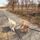 공감애견학교 유치원,호텔 이미지