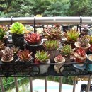 이사도라 이미지