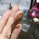 잉크크레스티드