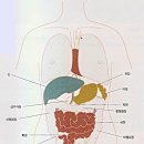 비위(비장과 위장)가 튼튼해지는 복부 경락마사지 이미지