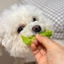 죽림1로 | 죽림홍두깨보쌈포장. 죽림홍두깨칼국수포장후기