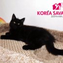 러블리메인쿤 이미지