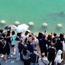 [펌]전재수 “상어 ‘부캉이’ 덕에 북항 핫플…관광 콘텐츠로 만들 것” 이미지
