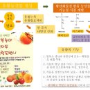 김천 샤인 포도, 당도와 경도향상 성공사례 이미지