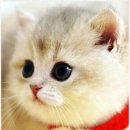 강남고양이분양 호야캣 | 고양이와 함께하는 행복한 일상, 강남고양이분양 호야캣에서 만난 사랑스러운 고양이