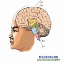 노인건강관리사 자격취득과정 - 뇌를 건강하게 만드는 방법(노인의 뇌 건강학 중에서, 12.18) 이미지