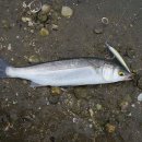 Grey mullet &amp; Yellow-eye mullet (Mugilidae 숭어科) 이미지