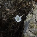 수리산의 변산바람꽃!! 이미지