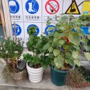 12월 1일 고성장 가따 오다 이미지