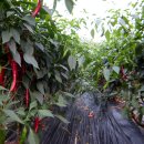 이제, 단양 이미지