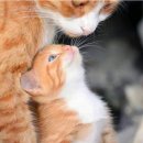 엄마품안 이미지