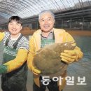 [일반] 청정 바다서 키워낸 명품 광어… 백신맞고 더 튼튼해 ‘국민 횟감’ 이미지