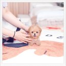 반려견 이해하기(펫) 이미지