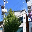 83돼지이야기 이미지