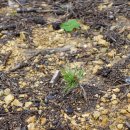 포항시남구호미곶면대동배보건진료소 | 해파랑길 포항 15코스 (1) 호미곶 해맞이광장~대동배