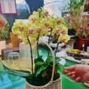 장안꽃시장 이미지