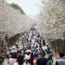 여주흥천남한강벚꽃축제 2018 이미지