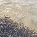 강릉정동진바다풍경오션뷰펜션 이미지