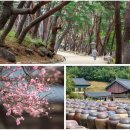사랑의 하트 💖 부탁드려요 ~~양산 가볼만한 곳 (천년 고찰 통도사에 스며드는 봄 기운) 이미지