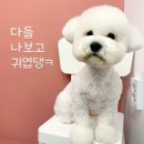 바르다펫 대전점 이미지