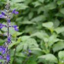 블루세이지 이미지