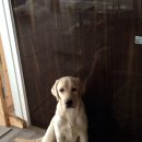 장군만두 이미지