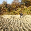 볏짚농장 이미지