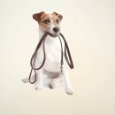 How To Potty Train A Jack Russell Terrier Puppy, House Training Jack Russell Terrier Puppies 이미지