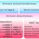 히스톤(HisTone) 네이버블로그