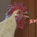 닭이닭