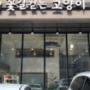 꽃길 걷는 고양이 이미지