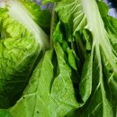 도반농장 이미지