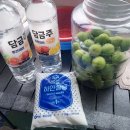 26년6월 매실주 담그다 이미지