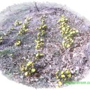 함초롬농원 이미지