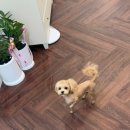 올웨이즈 반려견 미용실 이미지