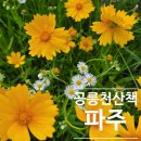 금릉폰 | 파주 산책 명소, 산책로 공릉천 금릉 수변공원 금계국과 양귀비