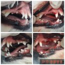 주동물병원 이미지