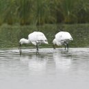 서산의 노랑부리저어새(Eurasian spoonbill) 이미지