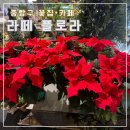 라떼플로라 | 중랑구 묵동 꽃집&amp;브런치카페 ‘라떼 플로라’ : 애견야외동반가능 크리스마스트리 감성카페