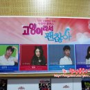 연극 - 고양이라서 괜찮아 이미지