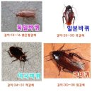 이서아빠해충방역