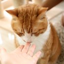 토토미용실 이미지