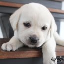 수원고양이전문분양 가토캣슬 광교용인점 | 동탄강아지분양 래브라도리트리버 백곰이를 만난곳~