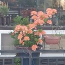 [정보] 골다공증(骨多孔症 Osteoporosis) 이미지